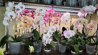 Превикур и Жива для Орхидей результаты применения