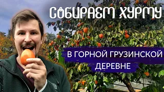 За всю хурму. Как собирают урожай в Батуми. Жизнь грузинской деревни | Другая Грузия | Чечёткин ТУТ