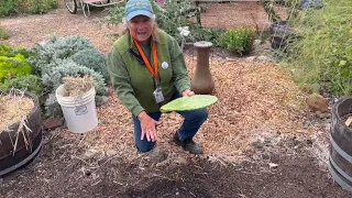 How To Plant Nopales