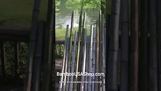 BambooUSAShop.com - Sun Drying Bamboo Before Flame Curing