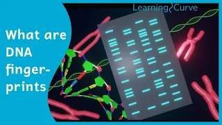 How does DNA fingerprinting work?