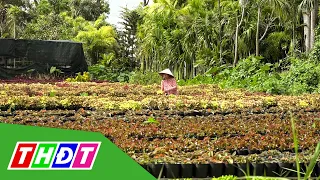 Làng hoa Sa Đéc tăng khoảng 50% diện tích vụ hoa Tết | THDT