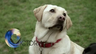 The dogs trained to spot cancer- BBC News