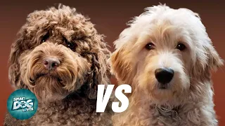 Labradoodle VS Goldendoodle | Which Poodle Mix Breeds Is Better?