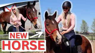 Rich girl Gets A NEW HORSE 😂 | Equestrian Comedy