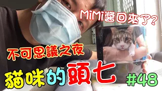 「貓咪的頭七」MiMi醬回來了？不可思議的夜晚 Cat story #48