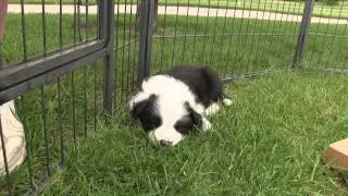 First Puppy Visit to Our New Border Collie