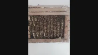WGN Anchor Dan Ponce had nest of nearly 20,000 bees in his walls. Here's what he did.