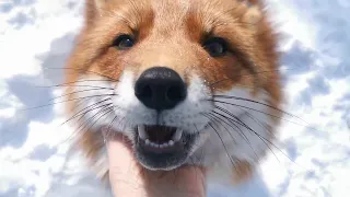 Foxie Fox is excited to see me | Fox Therapy