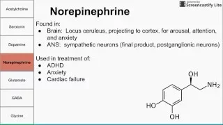 Neurotransmitters of the human body