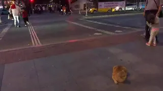 Being a cat in Turkey