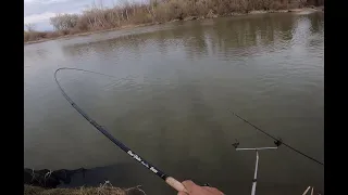 Saran u brzoj vodi - Pecanje na fider / Fishing Carps on River / fast water