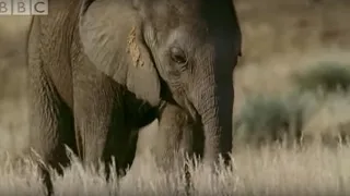 Orphaned Baby Elephant Struggles To Survive | BBC