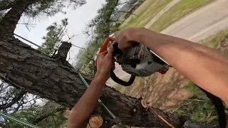 Pine Canopy Raising