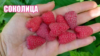 Малина Соколица - летний сорт с шикарной ягодой