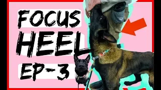 Competitive Heeling and Competitive Obedience Heel work Lesson 3 with a Belgian Malinois