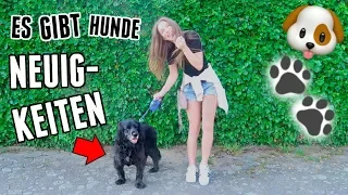 Es gibt Neues zum Thema "Hund" - Vlog 24