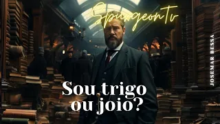 Sou Trigo ou Joio?  | C. H. Spurgeon (1834 -1892 ) @JosemarBessa