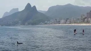 Killer whales spotted off Brazil's coast in rare sighting