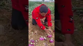 Interesting Onion Harvest Techniques #satisfying #shortsvideo