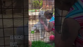 White Tiger, Angry At ZooKeeper And Immediately Calms Down When The Woman Who Raised Him Shows Up!