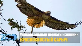 Универсальный пернатый хищник. Краснохвостый сарыч против змей орлов и белок