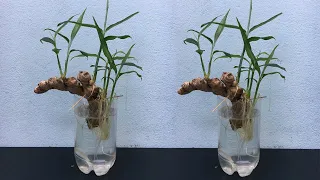 Hydroponic ginger planting - How to grow ginger in water