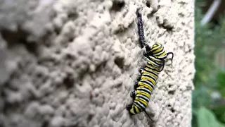 Monarch caterpillar eating its shed skin