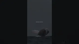 Одинокий кит 52 гц