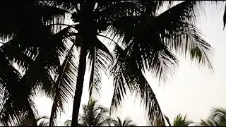 Free Stock Video Download - Palm tree Silhouettes-  Free Footage Download at Videvo.net