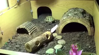 My Hermann Tortoise Enclosure