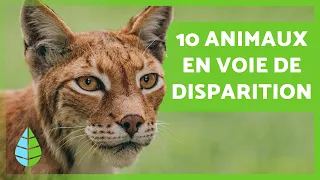 ANIMAUX EN VOIE DE DISPARITION 2024 🐯⚠️ (Top 10)