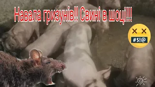 @Гризуни атакують🐭🐭❗Свині в шоці ❗