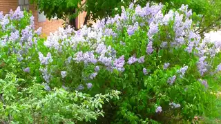 Под окном сирень цветет   Under the window of the lilac blooms