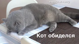 КОТ ОБИДЕЛСЯ / British cat offended