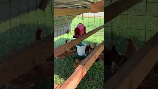 Chicken Tractor Tour