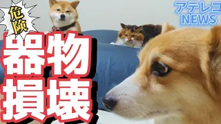 【犬猫アテレコ】犯人は〇〇〇〇器物損壊事件