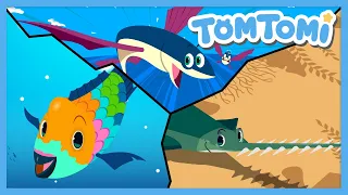 Unusual Fishes🐠🐟 | Actual Images of Fishes😲 | Unusual Series | Kids Song | TOMTOMI