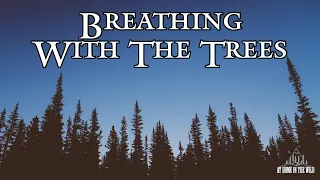 Breathing With The Trees | A Nature Meditation