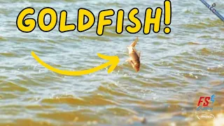 Surprise Catch Using Big Goldfish For Bait