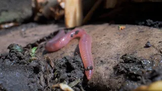 Bodemleven in beeld: de regenworm