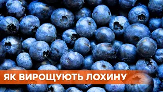 Заробляють мільйон гривень за сезон: як в Україні вирощують лохину