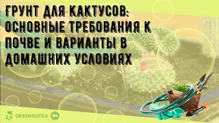 Грунт для кактусов: основные требования к почве и варианты в домашних условиях