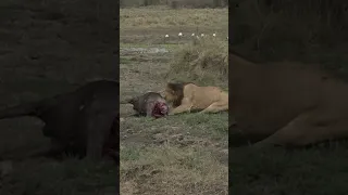 Lion VS Croc