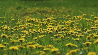 Relaxing Sounds of Bees and Birds / Bees Collecting Pollen 1 Hour