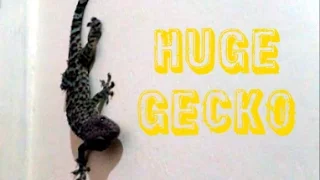 HUGE GECKO LIZARD IN HOTEL ROOM || LOMBOK INDONESIA