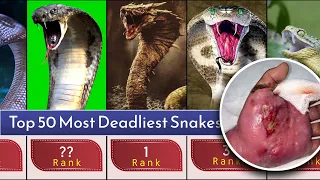 Comparison: Most Deadliest Snakes In The World | Top 50 Most Deadliest Snakes