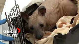 Raccoon with alopecia shows just how resilient wildlife can be