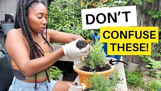 DON'T Confuse These Two Herbs🤨🌿 + New Garden Project Ideas😃!