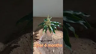 Grafting hack no. 7 mango plant Grafting